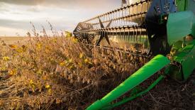 Учёные из Татарстана создали биопрепарат для увеличения урожая сои